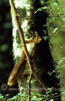 Red Squirrel